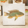 minilito en piedra litografica de peces naturalitas