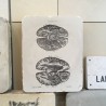piedra litografica anatomia cerebros