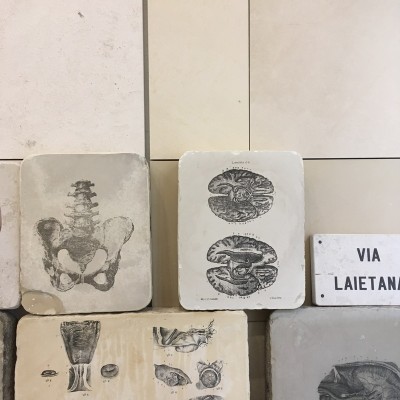 piedra litografica cerebros anatomia