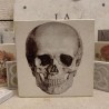 Minilitos calavera piedra litografica solnhofen