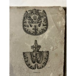 Piedra litográfica edicion anatomia descriptiva cerebros. Lamina 140