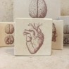Minilito en piedra litográfica de anatomía del corazón